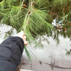 Verde pubblico, Spazio Civico Bisceglie