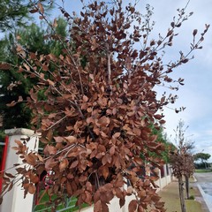 Verde pubblico, Spazio Civico Bisceglie