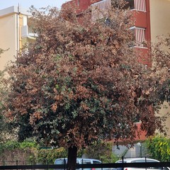 Verde pubblico, Spazio Civico Bisceglie