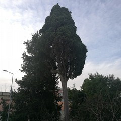 Tre alberi a Bisceglie nell'elenco monumentali della regione Puglia