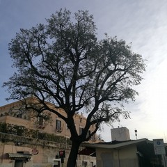 Tre alberi a Bisceglie nell'elenco monumentali della regione Puglia