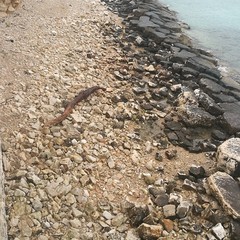 Spiagge, ripascimento di ciottoli anche in zona Salsello