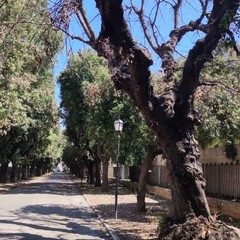 Lecci secchi viale cimitero