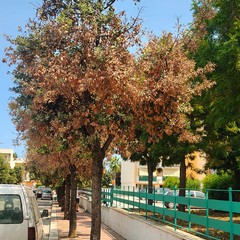 Leccio secco