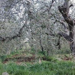 Strage di ulivi, sale la conta dei danni nelle provincie di Bari e Bat