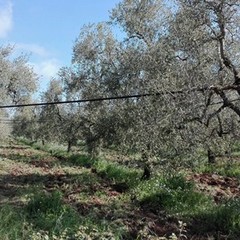 Strage di ulivi, sale la conta dei danni nelle provincie di Bari e Bat