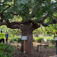 Pistacchio giardino botanico