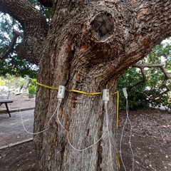 Pistacchio giardino botanico