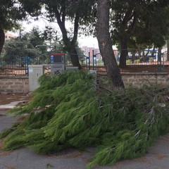 Ramo di pino si spezza in via Fragata