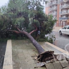 Albero caduto in via degli Artigiani