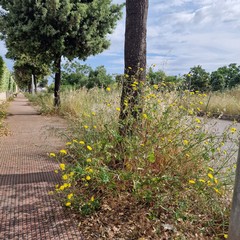 Via quartiere San Francesco