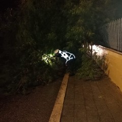 Cade un albero nel perimetro del plesso di via martiri di via Fani