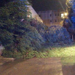 Cade un albero nel perimetro del plesso di via martiri di via Fani