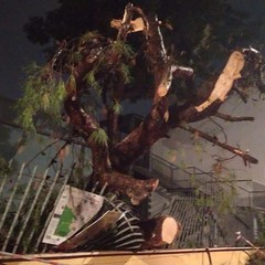 Cade un albero nel perimetro del plesso di via martiri di via Fani