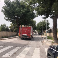 Crolla un albero in via Veneziano: travolta una ragazza