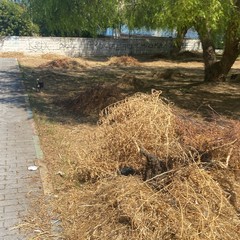Sfalci