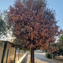 Lecci