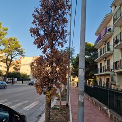 Lecci