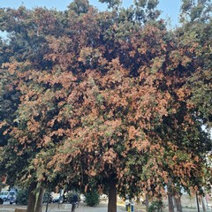Lecci