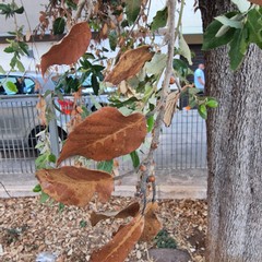 Lecci