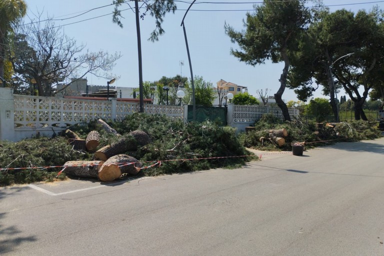 Alberi abbattuti a Bisceglie