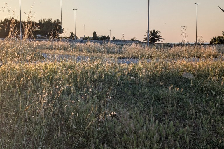 Erba alta e incuria nell'area di parcheggio di Conca dei Monaci