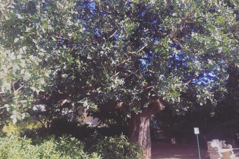 Albero di pistacchio all'interno del Giardino botanico di Bisceglie