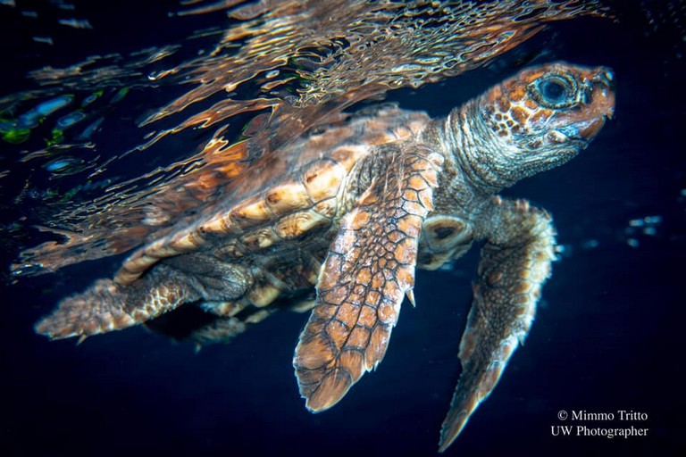 Tartaruga liberata al largo delle coste biscegliesi. <span>Foto Mimmo Tritto - UW Photographer</span>