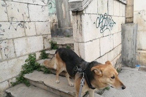 Fox sul sovrapasso ferroviario di Bisceglie. <span>Foto Serena Ferrara</span>