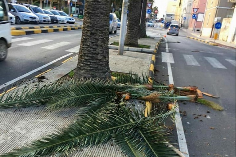 palme colpite da punteruolo