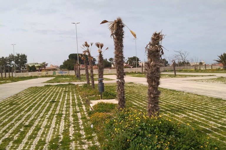 Bisceglie, palme morte in zona Conca dei Monaci
