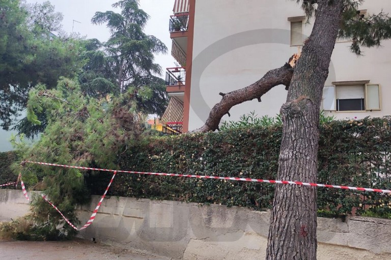 Albero caduto in via Di Vittorio. <span>Foto Antonio Lopopolo</span>