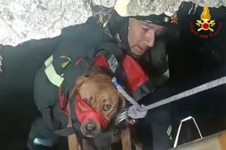 Vigili del fuoco salvano un cane randagio caduto accidentalmente in un pozzo
