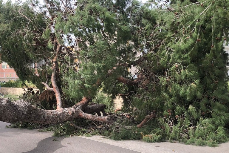 12enne morta schiacciata da un albero