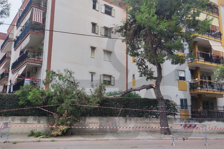 Ramo caduto in via Di Vittorio. <span>Foto Antonio Lopopolo</span>