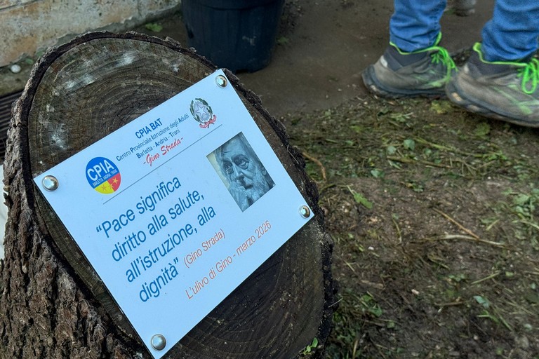 Piantumato l’ulivo di Gino nella sede di Bisceglie del CPIA