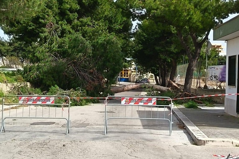 12enne morta schiacciata da un albero a Bisceglie