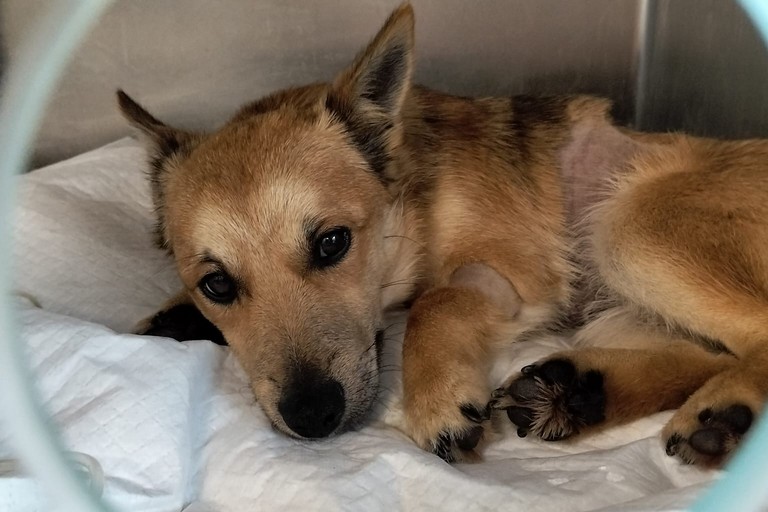 Cane Lillo salvato da Enpa Bisceglie