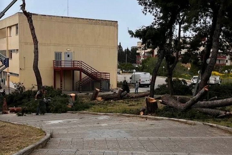 Alberi tagliati a Carrara Reddito