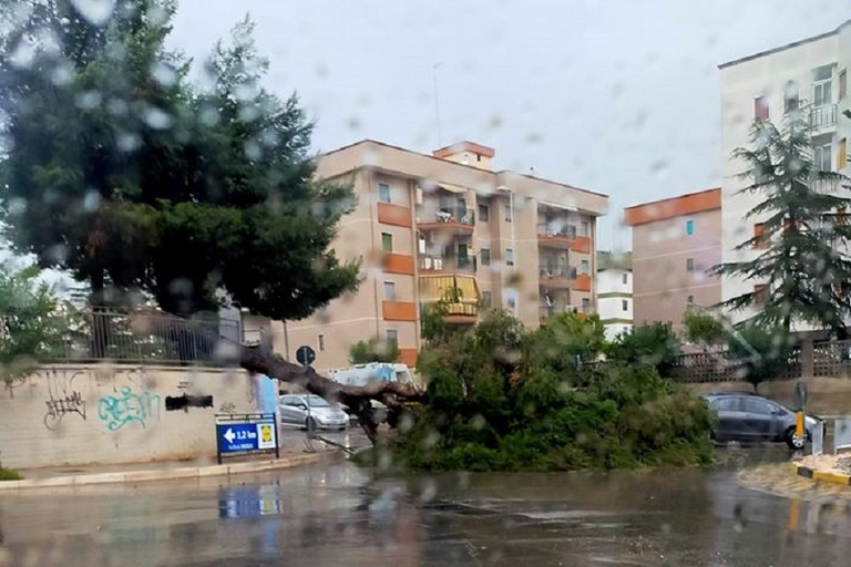 Albero cade in via Ugo la Malfa all'incrocio con via Mauro Albrizio