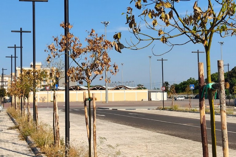 Alberi secchi di recente piantumazione