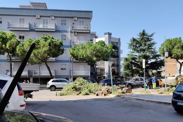 Iniziati gli abbattimenti dei pini in via Giuseppe Di Vittorio. <span>Foto Pinuccio Rana</span>