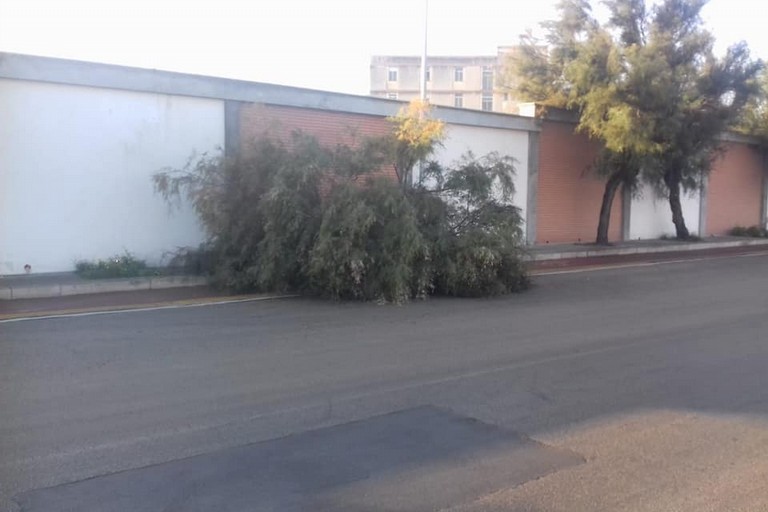 L'albero abbattuto dall'impatto con l'auto