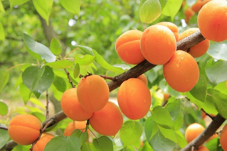 albero di albicocche repertorio