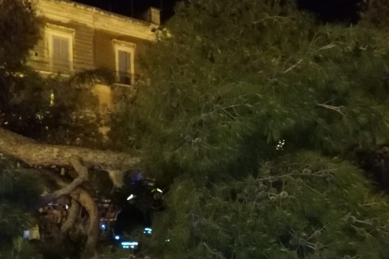 Le conseguenze della caduta del grosso ramo d'albero di pino in piazza Vittorio Emanuele II