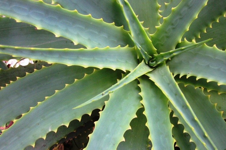 Aloe vera