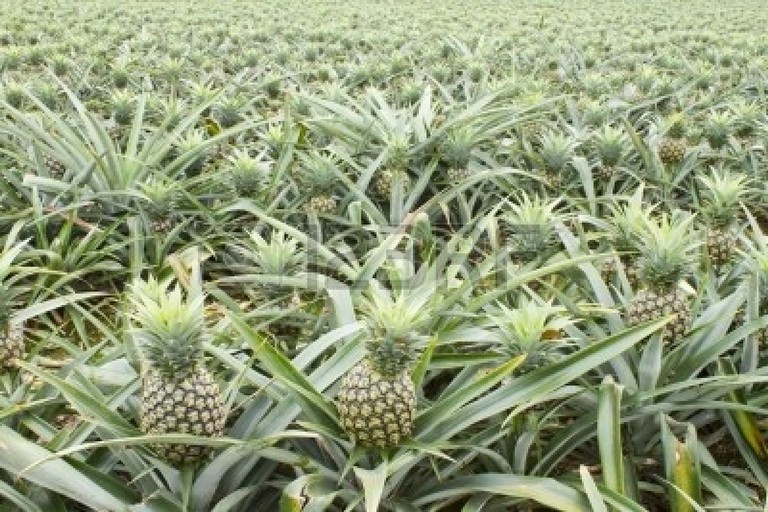 L'ananas