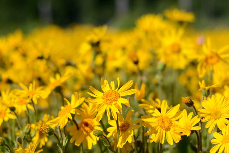 Arnica