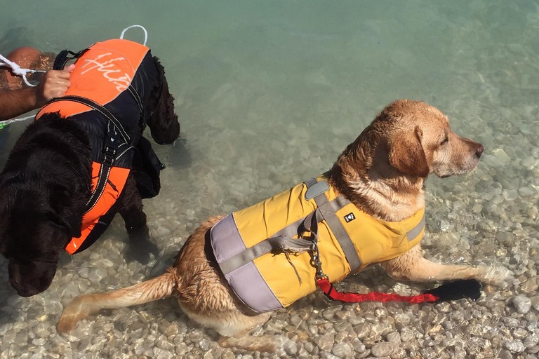 Cani da salvataggio impegnati in una dimostrazione sulle spiagge biscegliesi