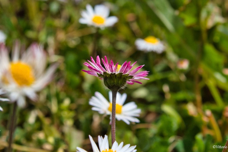 Natura